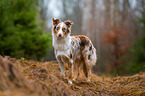 Australian Shepherd