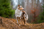 Australian Shepherd