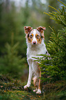 Australian Shepherd