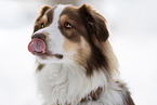 Australian Shepherd