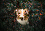 Australian Shepherd