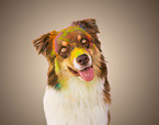 Australian Shepherd