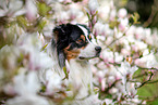 Australian Shepherd