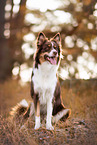 Australian Shepherd Hndin