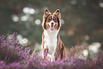 Australian Shepherd Hndin