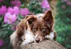 Australian Shepherd Hndin