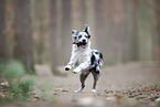 Australian Shepherd Hndin