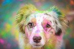 Australian Shepherd Hndin