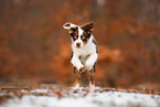 junger Australian Shepherd