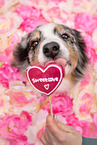 Australian Shepherd Rde