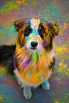 Australian Shepherd Rde