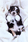 Australian Shepherd Welpe