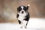 Australian Shepherd Welpe