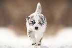 Australian Shepherd Welpe