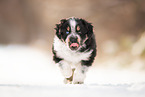 Australian Shepherd Welpe