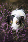 blue-merle Australian Shepherd