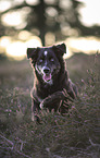 black-tri Australian Shepherd