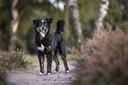 black-tri Australian Shepherd