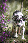 blue-merle Australian Shepherd