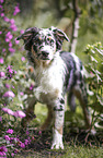 blue-merle Australian Shepherd