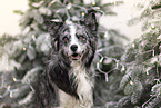 blue-merle Australian Shepherd