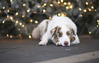 red-merle Australian Shepherd