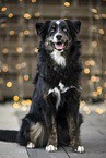 black-tri Australian Shepherd