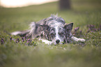 blue-merle Australian Shepherd