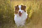 red-tri Australian Shepherd