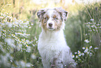 red-merle Australian Shepherd