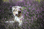 red-merle Australian Shepherd