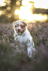 red-merle Australian Shepherd