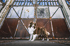 Australian Shepherd
