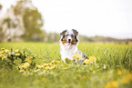 Australian Shepherd