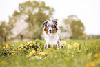 Australian Shepherd