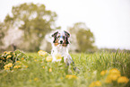 Australian Shepherd