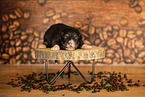 Australian Shepherd Welpe