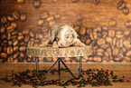 Australian Shepherd Welpe