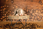 Australian Shepherd Welpe