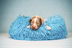 Australian Shepherd Welpe