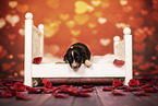 Australian Shepherd Welpe