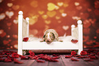 Australian Shepherd Welpe