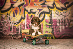 Australian Shepherd Welpe