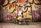 Australian Shepherd Welpe