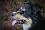 Australian Shepherd
