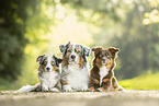 Australian Shepherds