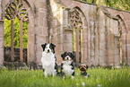 Hunde