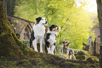 Hunde