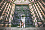 Australian Shepherd