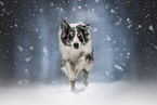 Australian Shepherd
